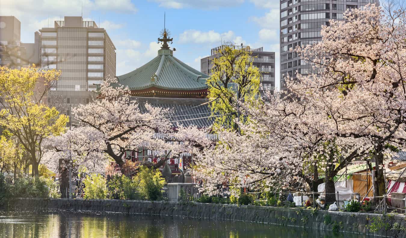 Los cerezos en flor con vistas a un lago en el parque Ueno son soleados en Tokio, Japón