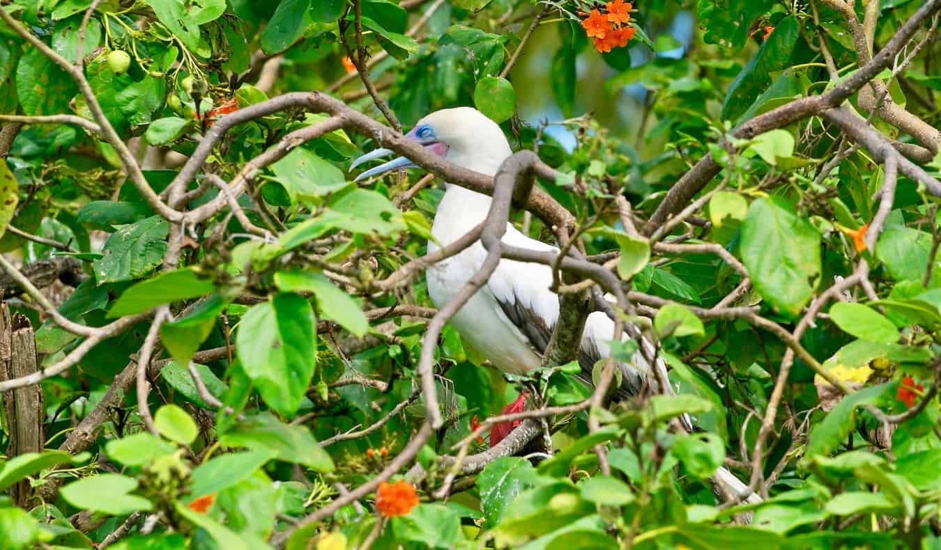 Un gran pájaro marino que se esconde en la basura del Caribe