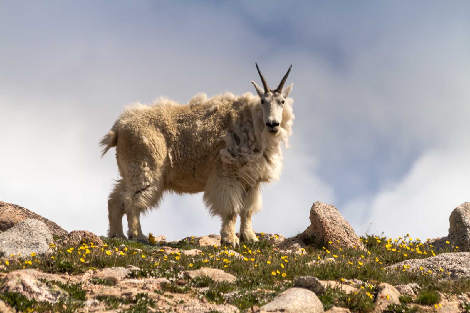 Las mejores rutas de senderismo de Colorado Blue Lakes Trail