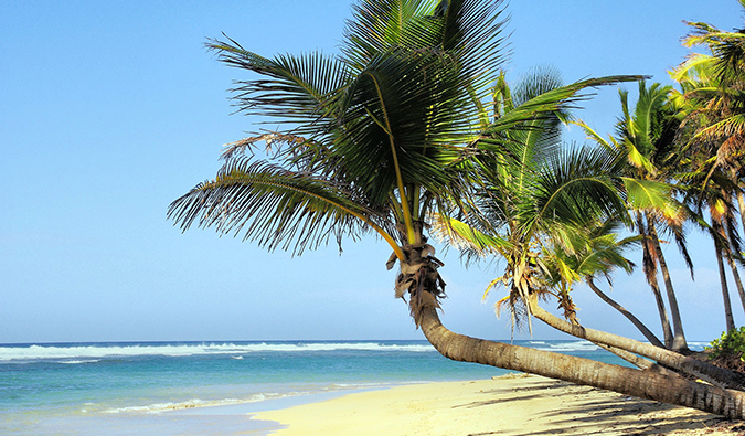 una escena de playa tropical en Cuba con una palmera