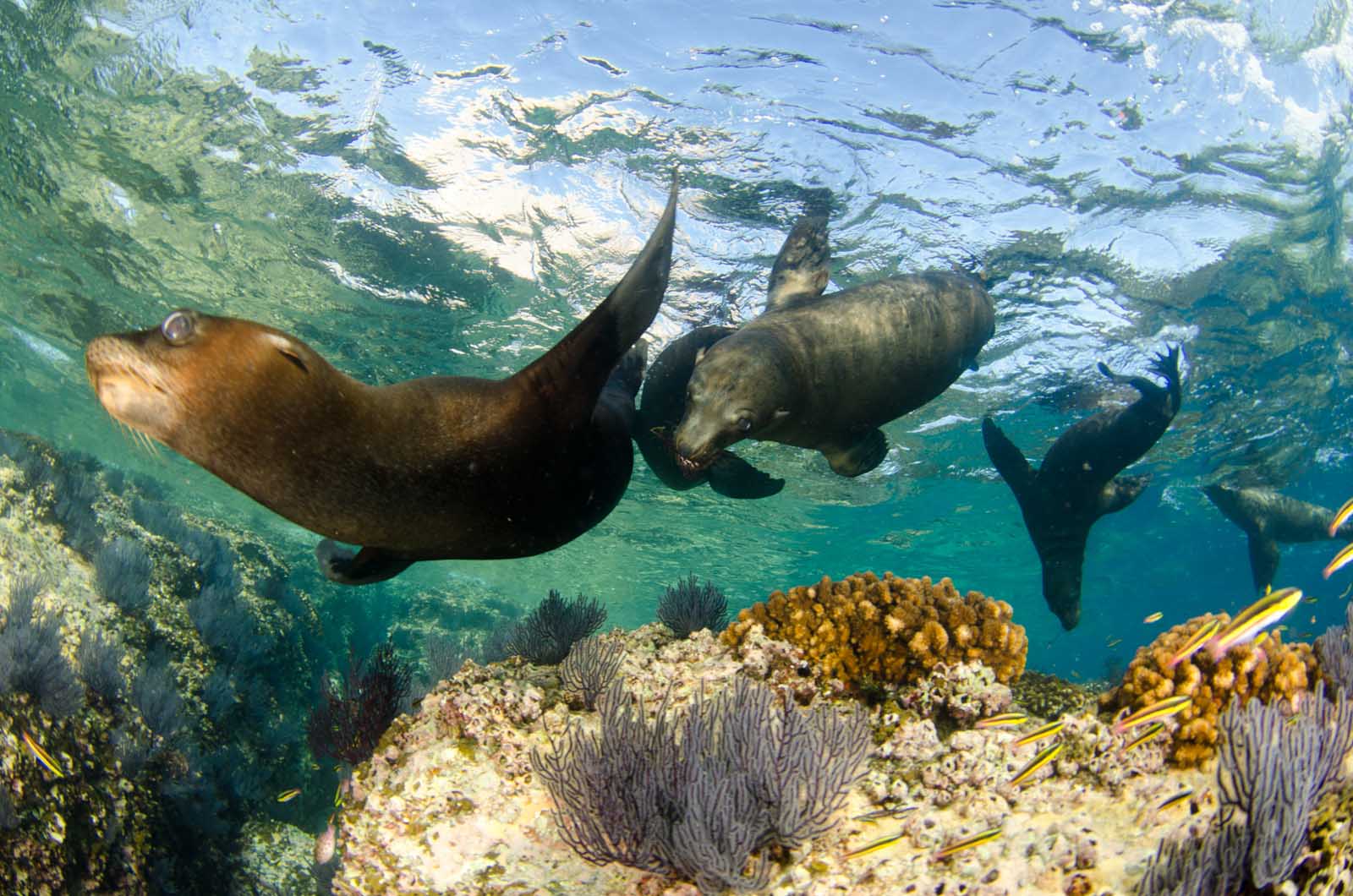 Las mejores cosas que hacer en Cabo San Lucas Snorkel con leones marinos