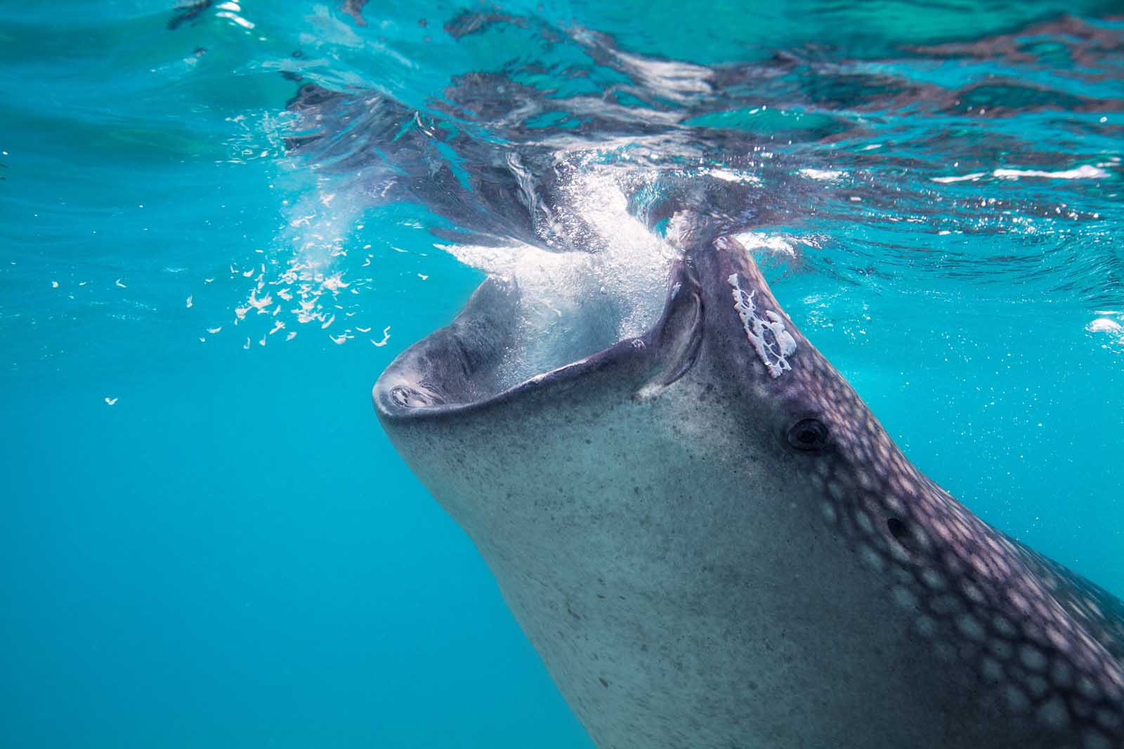 Las mejores cosas que hacer en Cabo San Lucas Whale Sharks