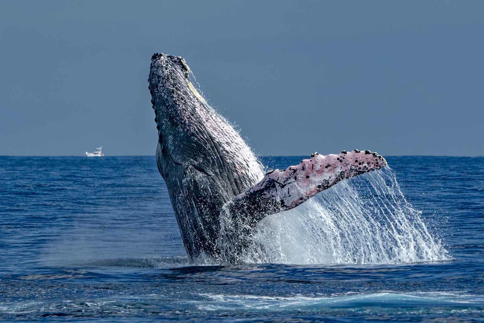 Las mejores cosas que hacer en Cabo San Lucas Whale Watching