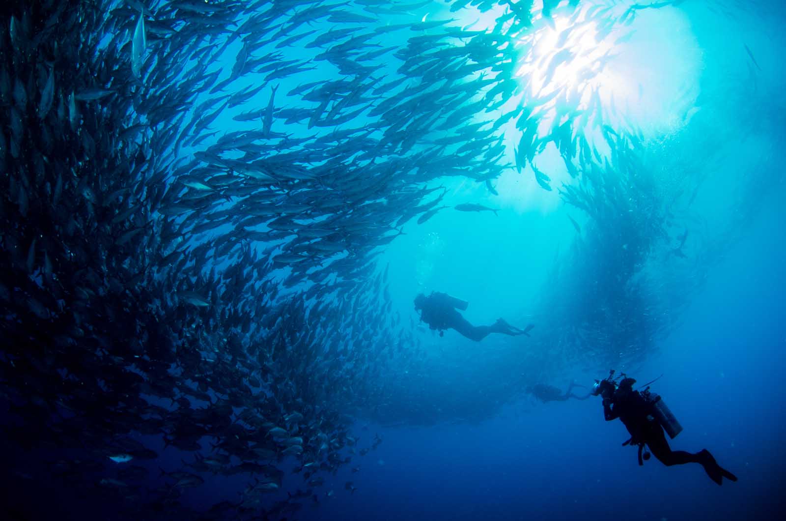 Las mejores cosas que hacer en Cabo San Lucas Scuba Diving