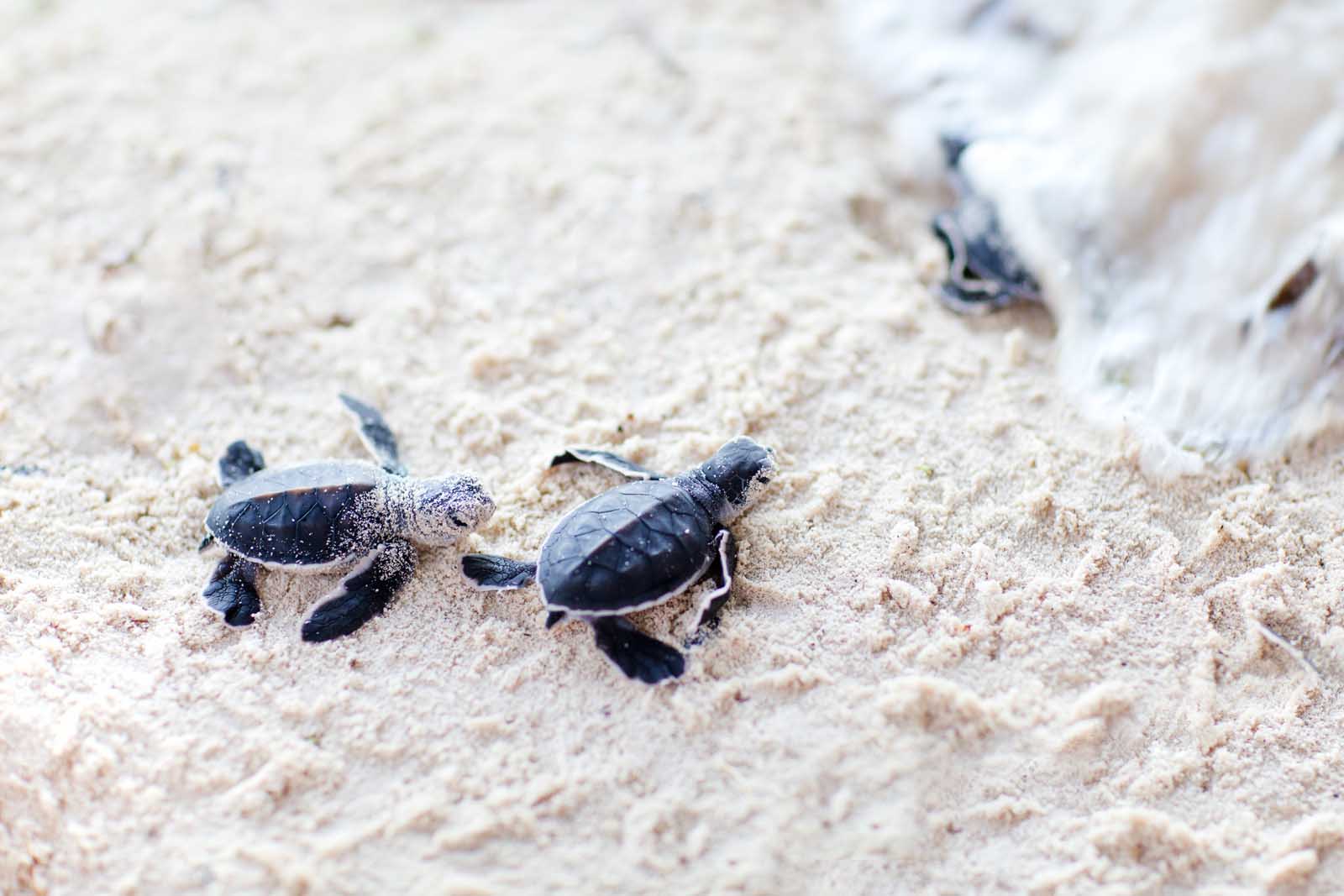 Las mejores cosas que hacer en Cabo San Lucas Todos Santos Turtles