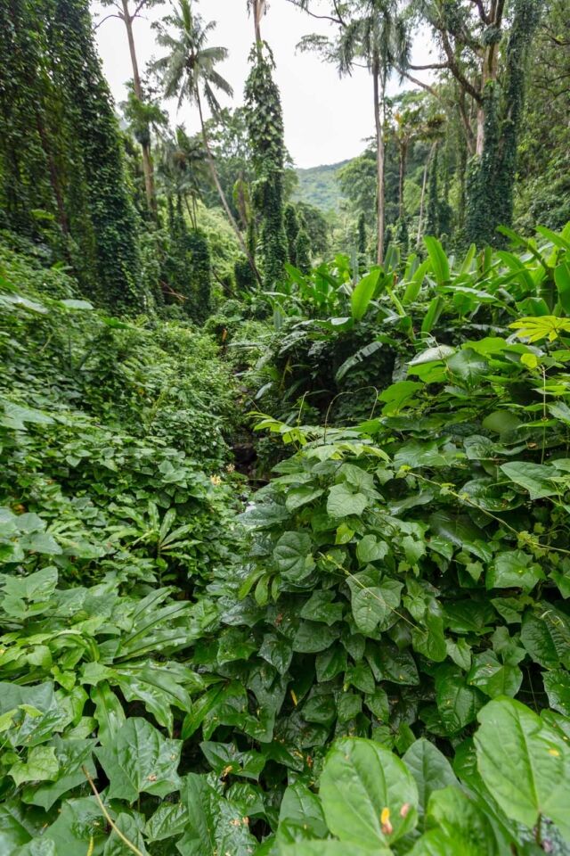 Las mejores excursiones a Oahu Aiea Loop Hike 