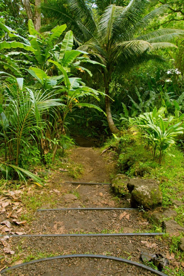 Las mejores excursiones a Oahu Makiki Valley Loop Trail