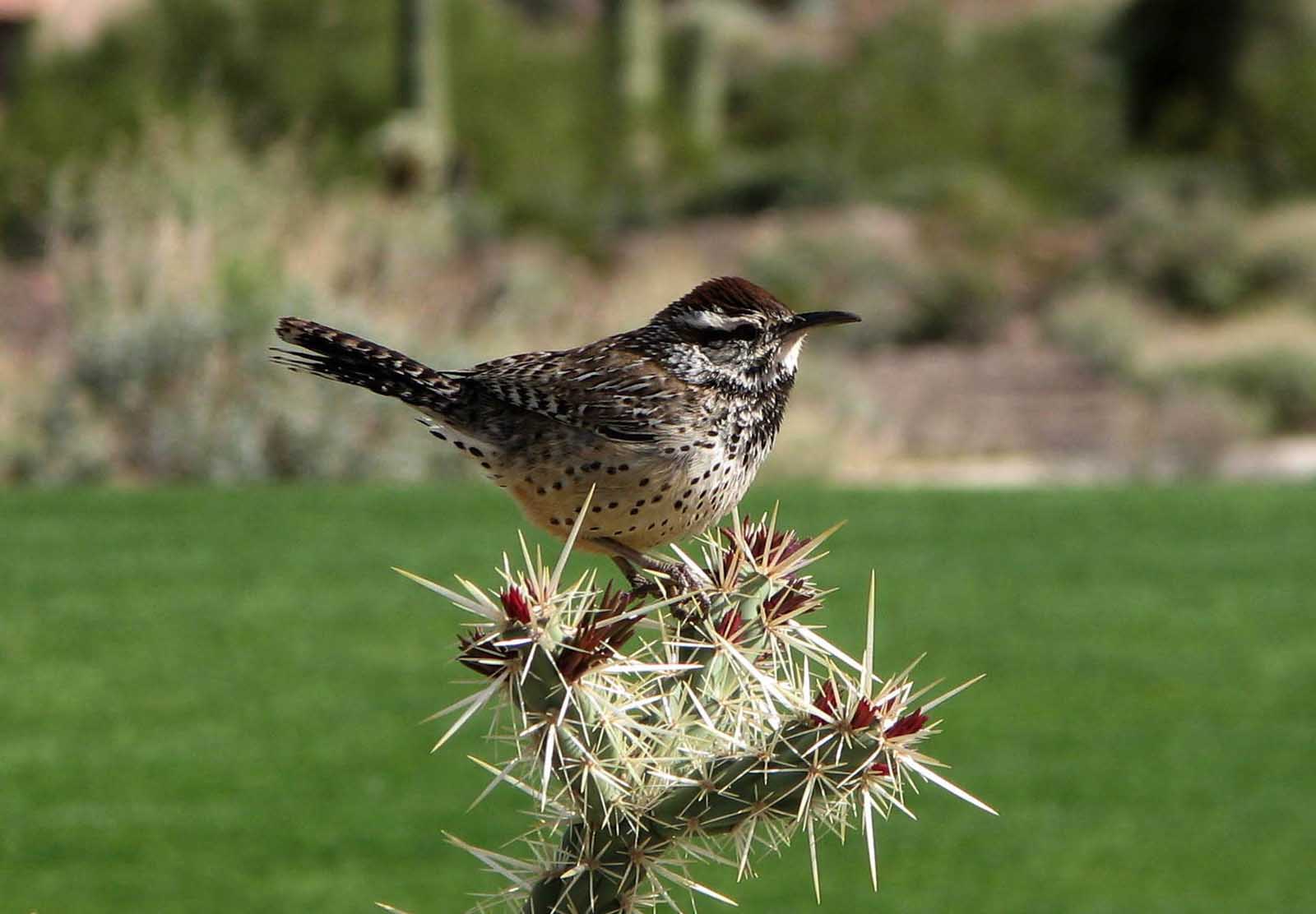 Las mejores cosas que hacer en Arizona Sonora Desert Museum