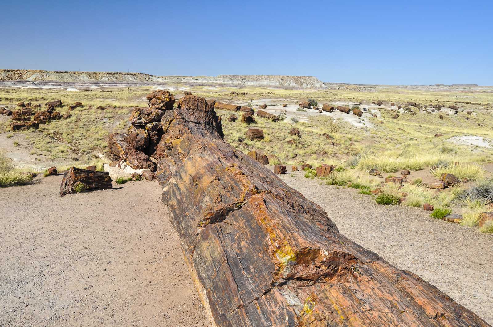 Las mejores cosas que hacer en el Parque Nacional del Bosque Petrificado de Arizona