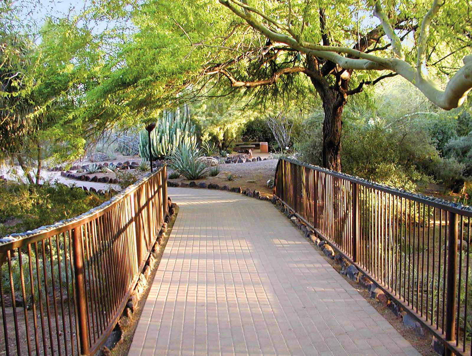 Las mejores cosas que hacer en el Jardín Botánico del Desierto de Arizona