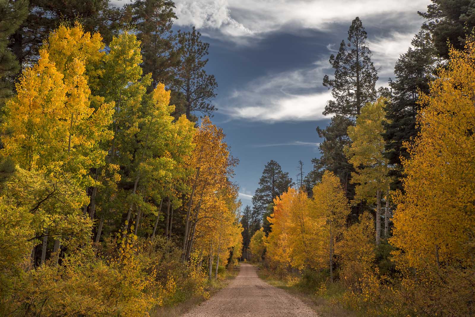 Las mejores excursiones de un día desde Las Vegas Kaibab National Forest