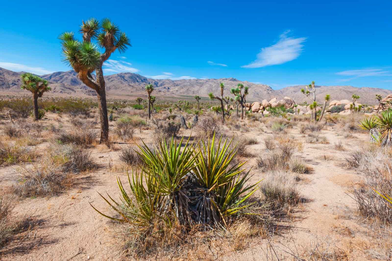 Las mejores excursiones de un día desde Las Vegas Mojave National Preserve