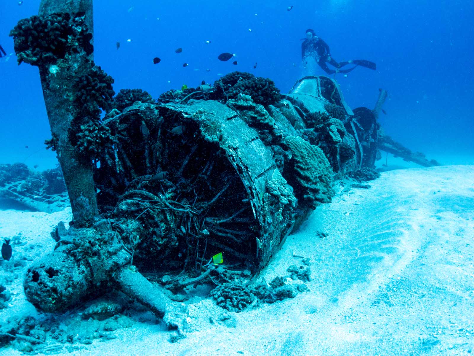 Las mejores cosas que hacer en Honolulu Corsair Wreck Dive Site