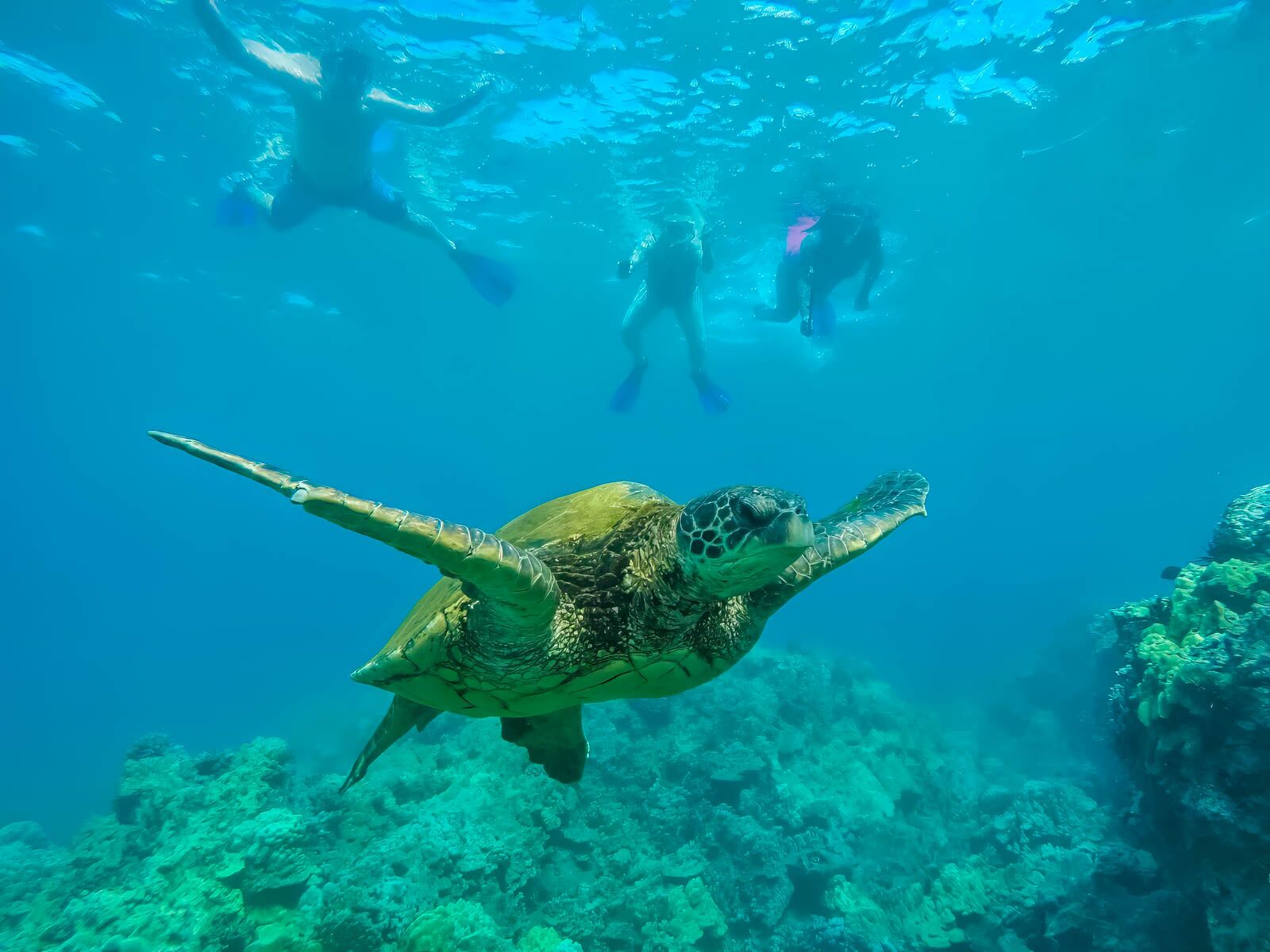 Las mejores cosas que hacer en Honolulu Snorkel con tortugas marinas