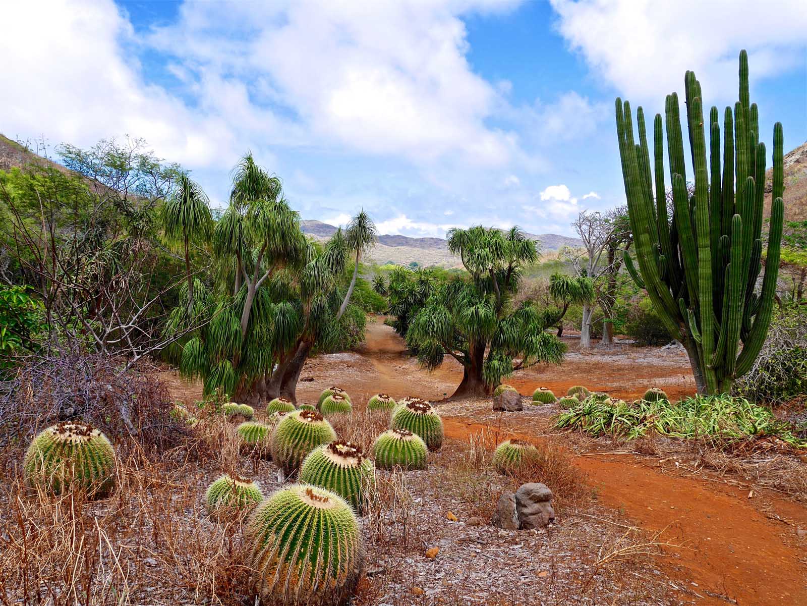 Las mejores cosas que hacer en Honolulu Koko Crater Botanic Garden