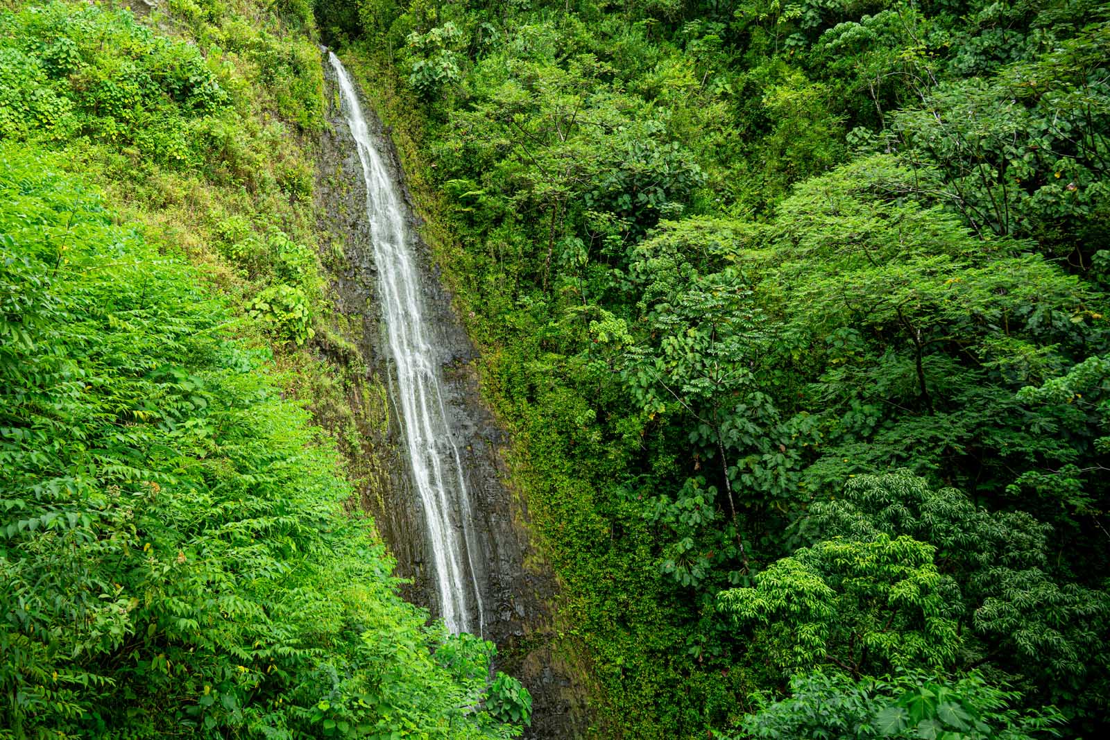 Las mejores cosas que hacer en Honolulu Manoa Falls