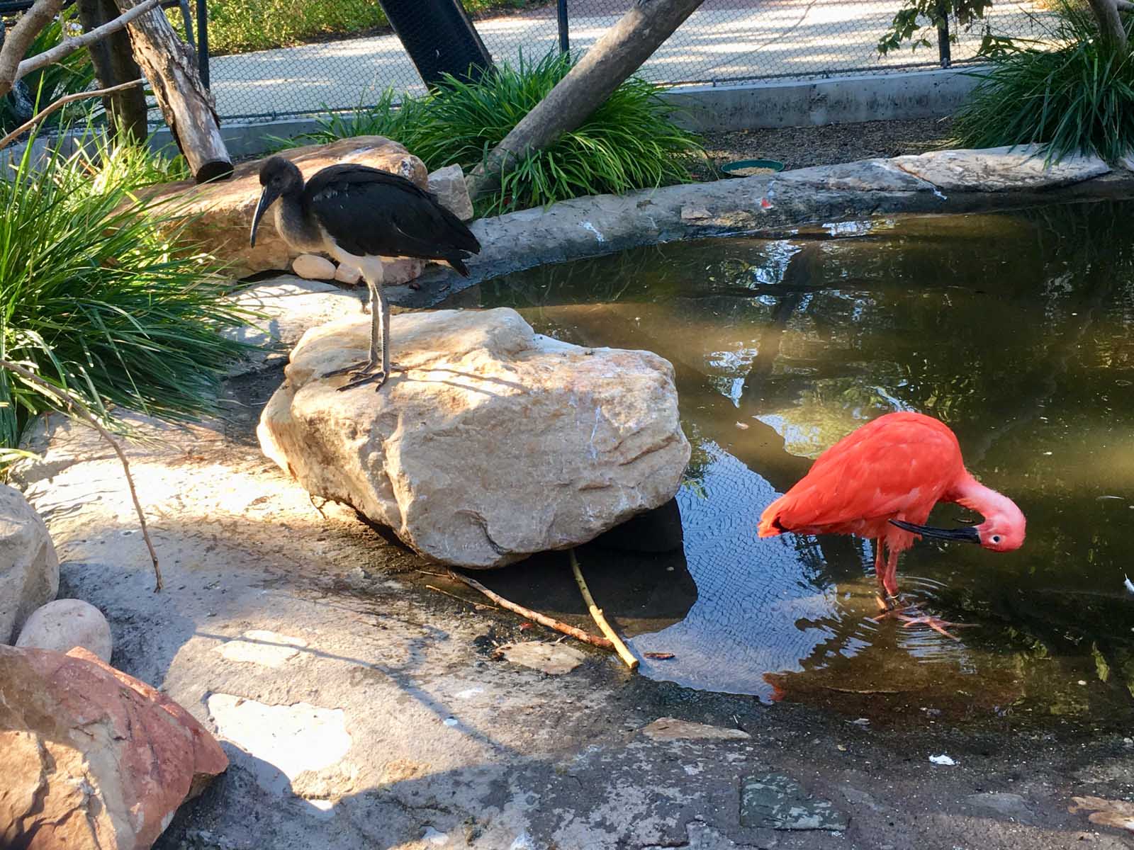 Las mejores cosas que hacer en Salt Lake City Tracy Aviary