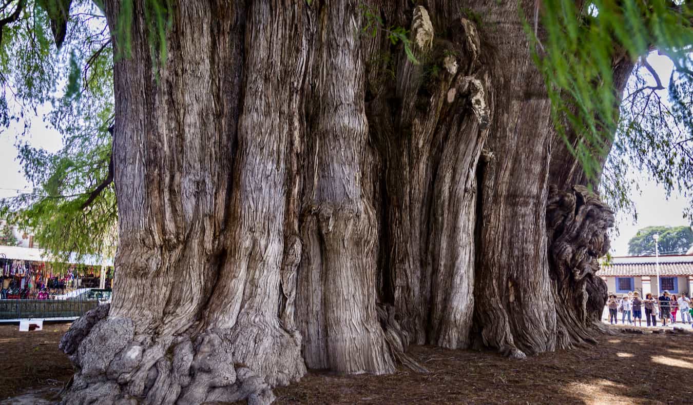 El árbol más ancho del mundo, situado cerca de Oaxaca, México