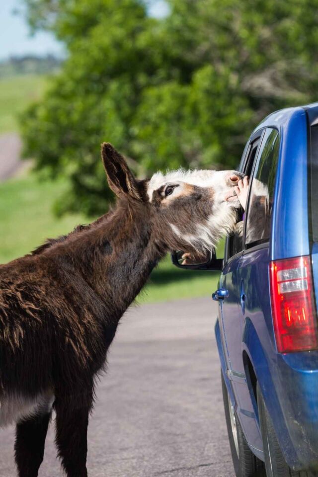 Las mejores cosas que hacer en Custer State Park Wildlife Loop Road Safari tour para burros salvajes