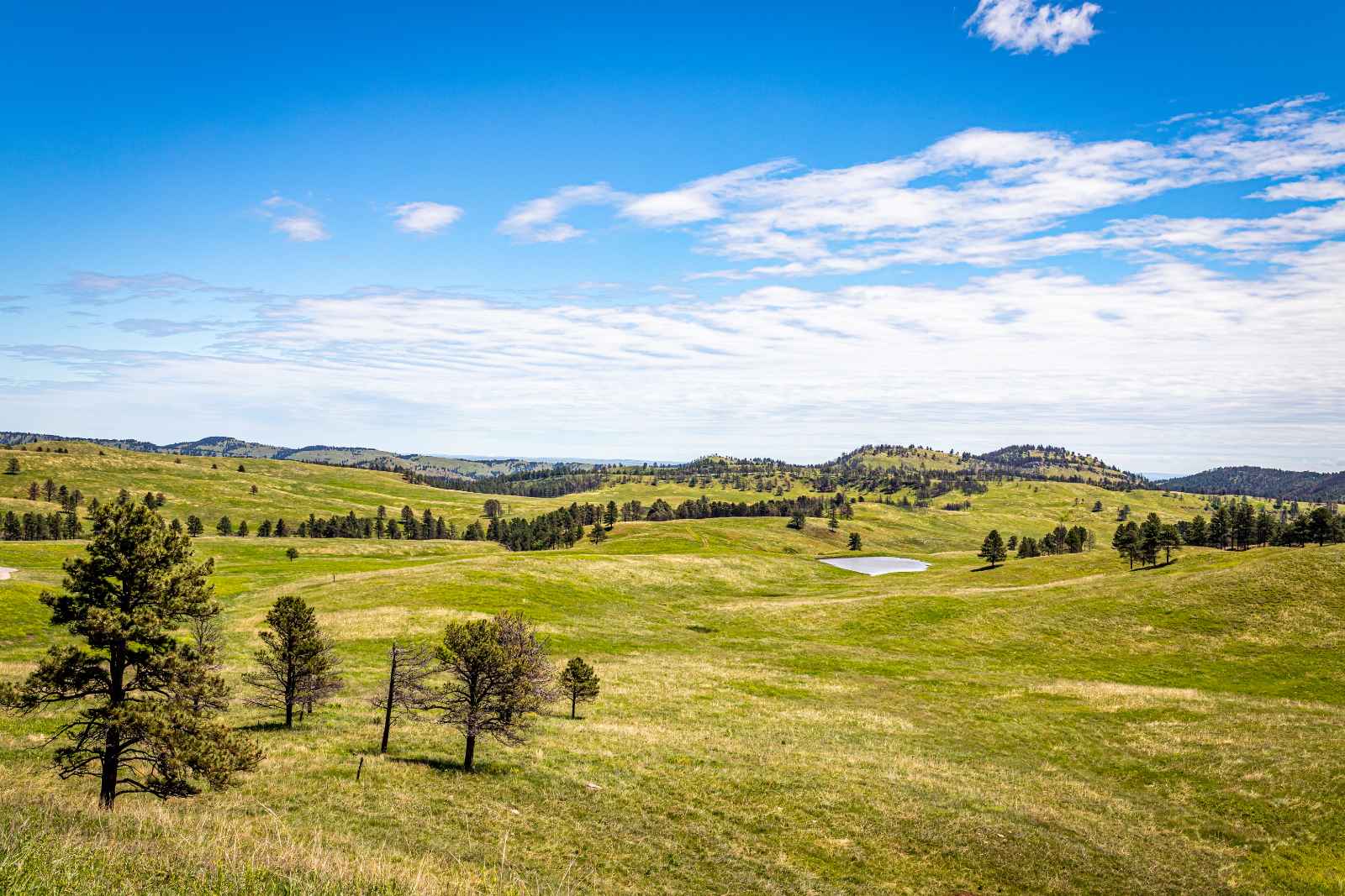 Las mejores cosas que hacer en Custer State Park Wildlife Loop Road