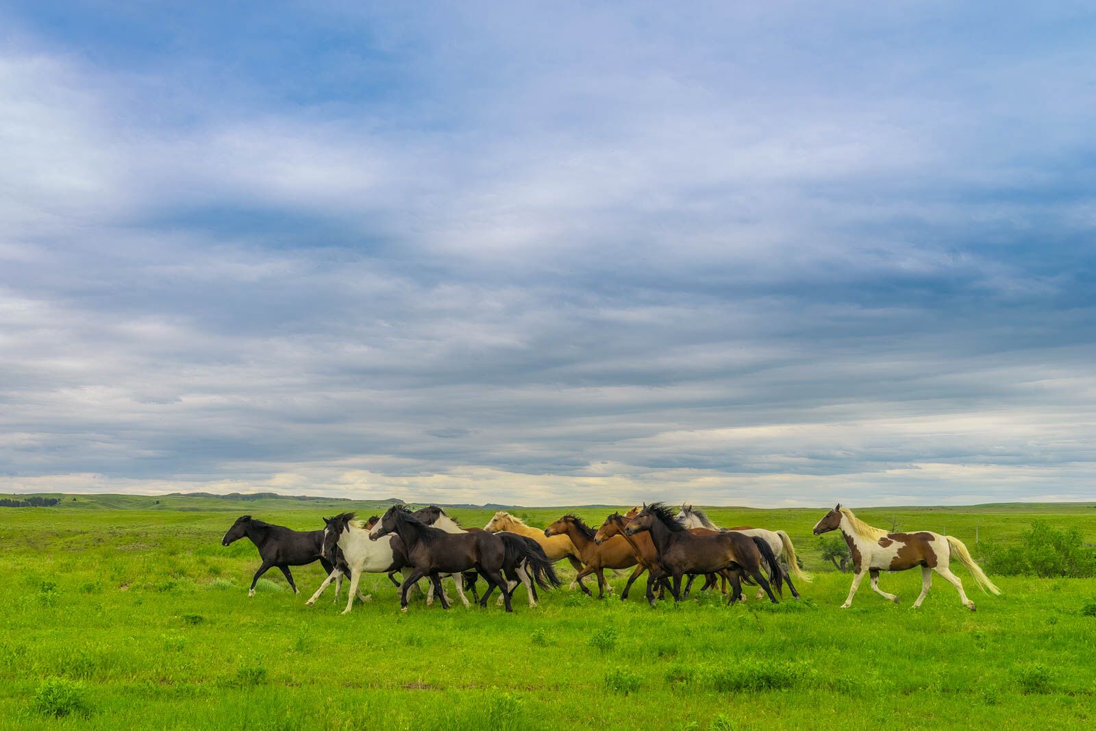 Las mejores cosas que hacer en Custer State Park Equitación