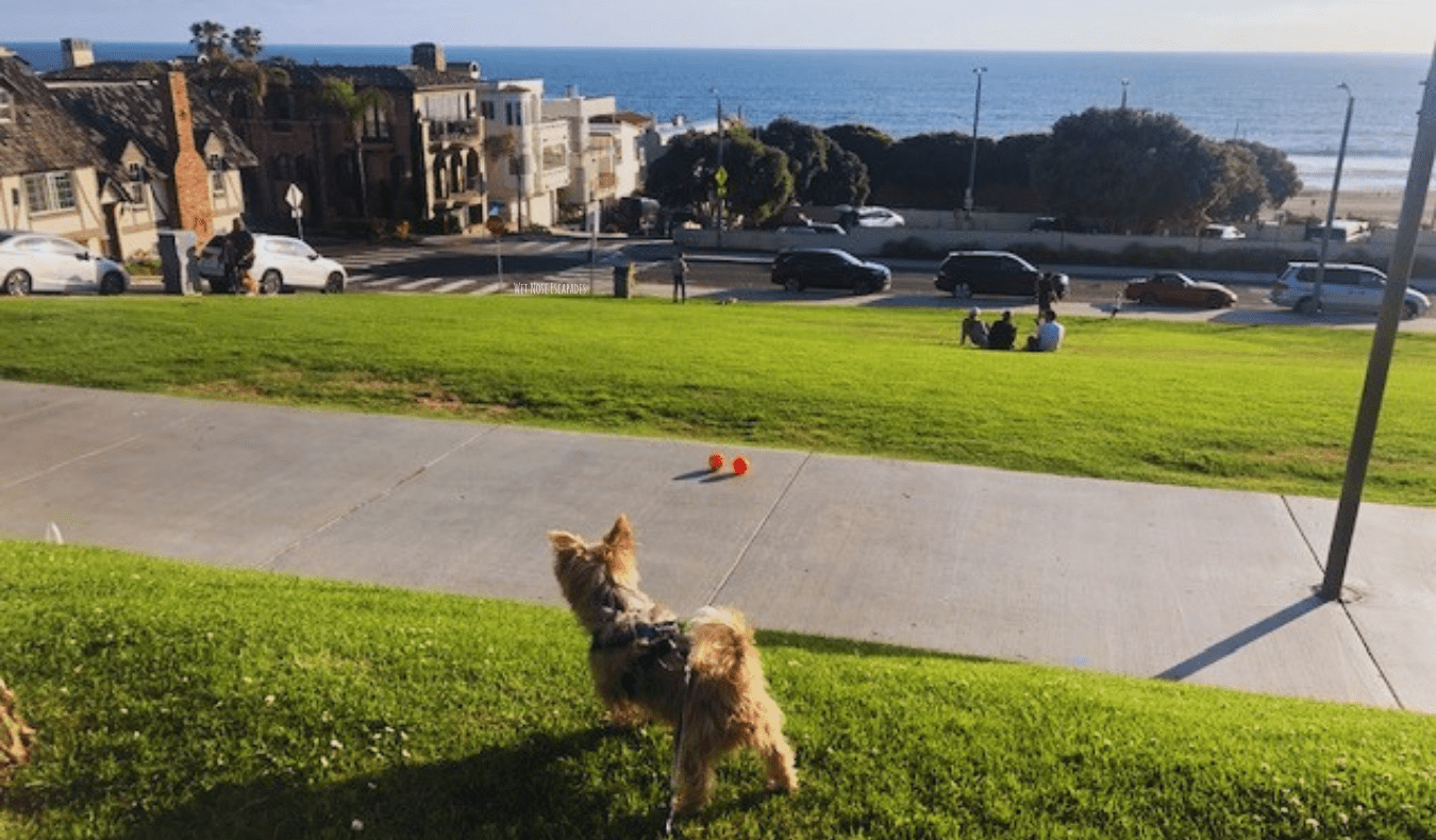 Un perro pequeño que mira al océano