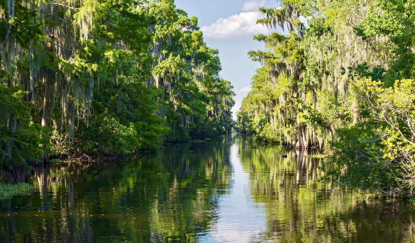 Un bayou exuberante y pantanoso cerca de Nueva Orleans, EE.UU.