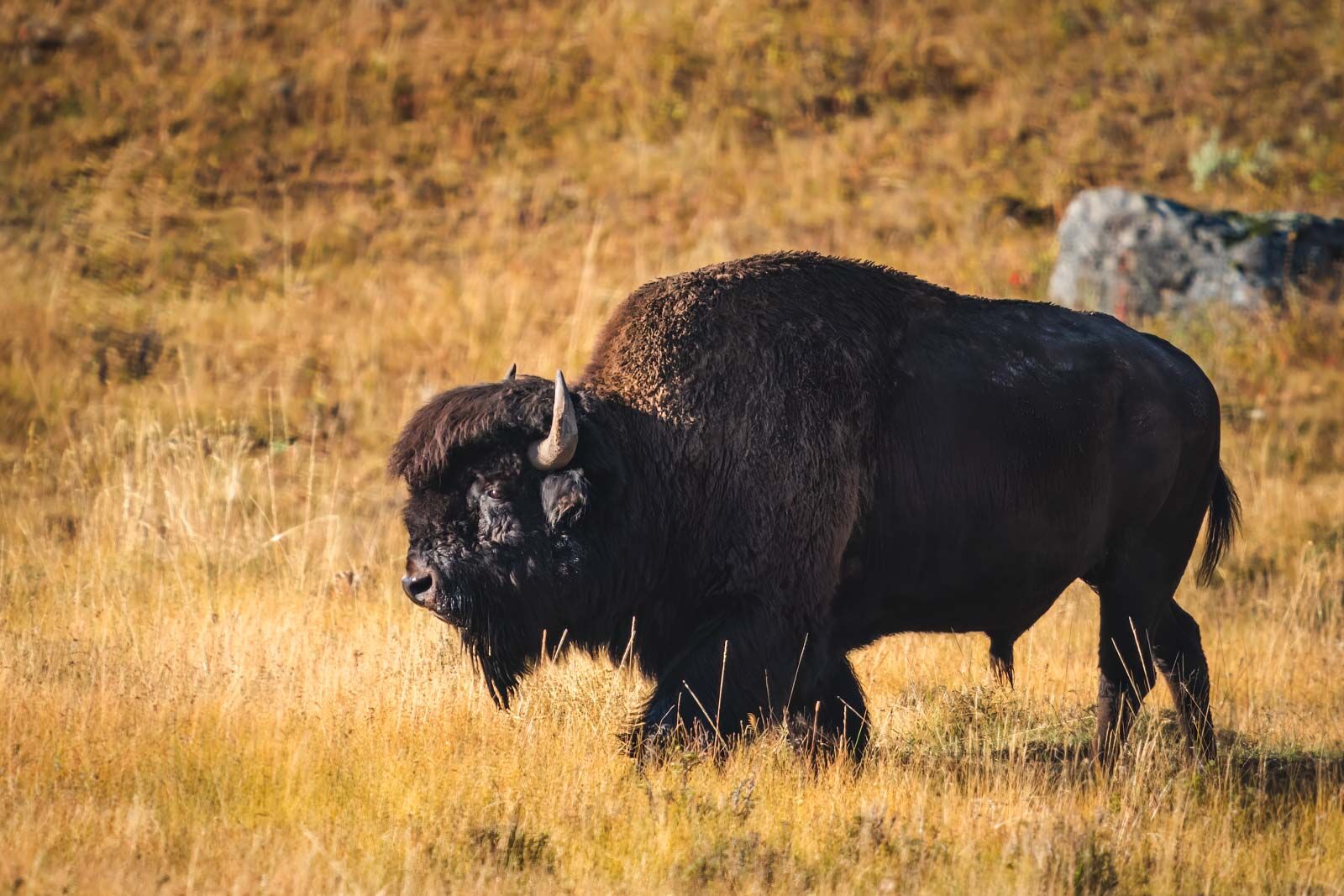 Los mejores alquileres de cabañas cerca de la entrada oeste del parque nacional de Yellowstone