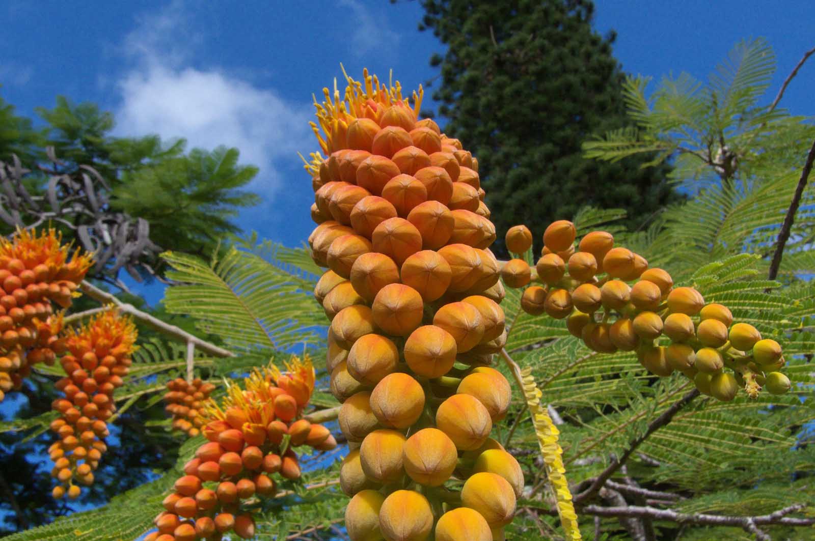 Las mejores cosas que hacer en Kauai National Tropical Botanical Gardens