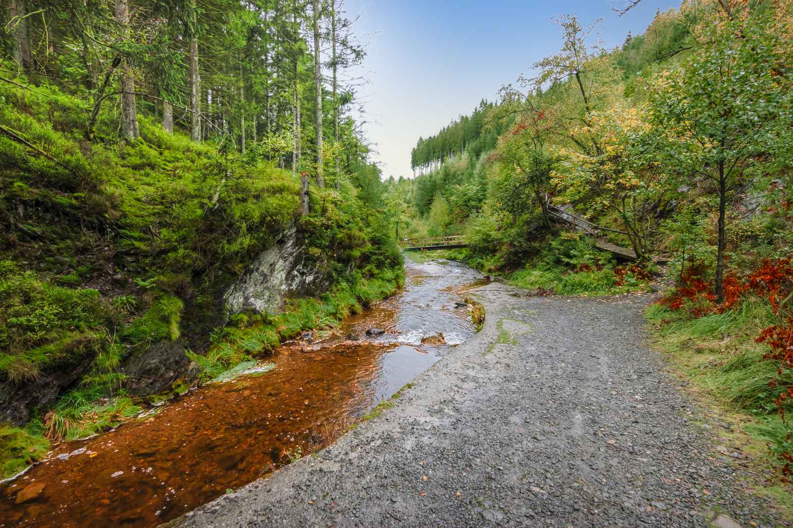 Hechos sobre Bélgica Maravillas naturales belgas Bosque de las Ardenas