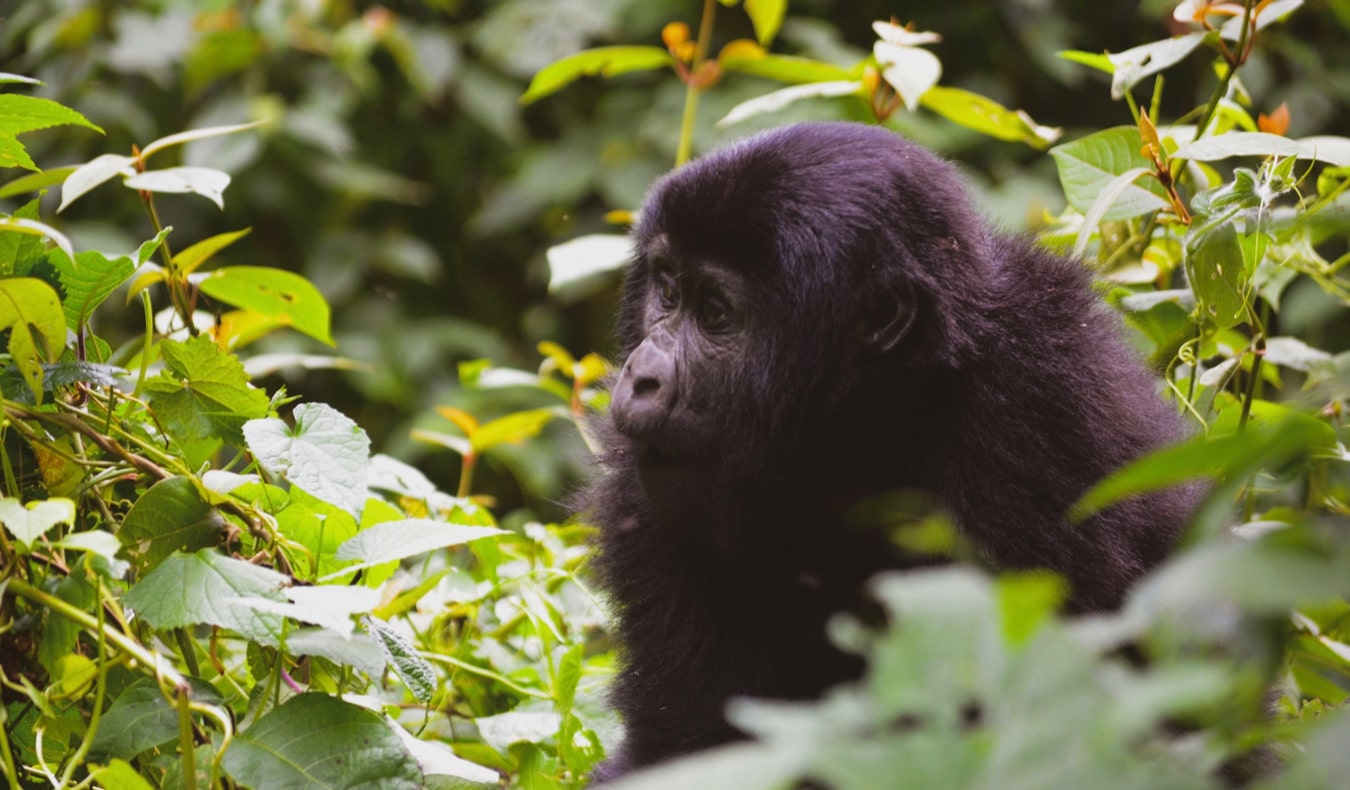 Un pequeño gorila en las selvas de Uganda