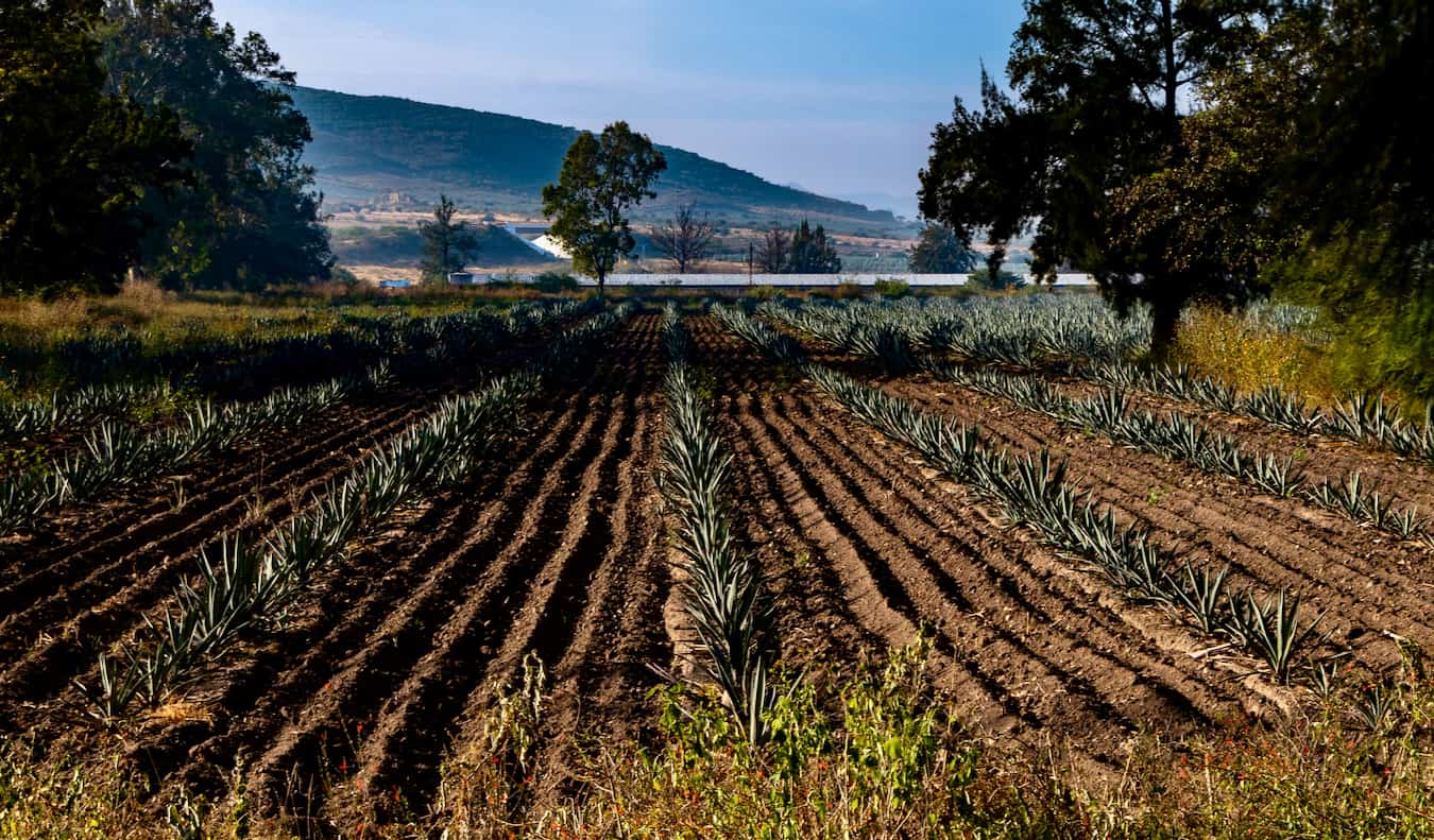 Una granja que cultiva agazaba para mezcal en Oaxaca, México