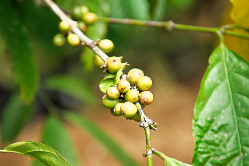 Plantación de café Satría