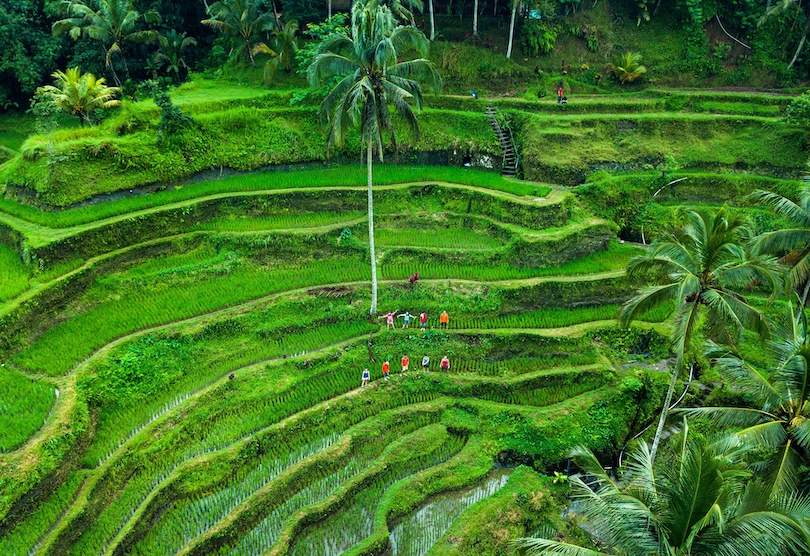 Terraza de arroz de Tegalalang