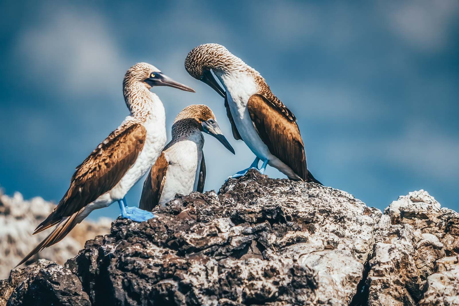 Los mejores destinos de luna de miel Islas Galápagos