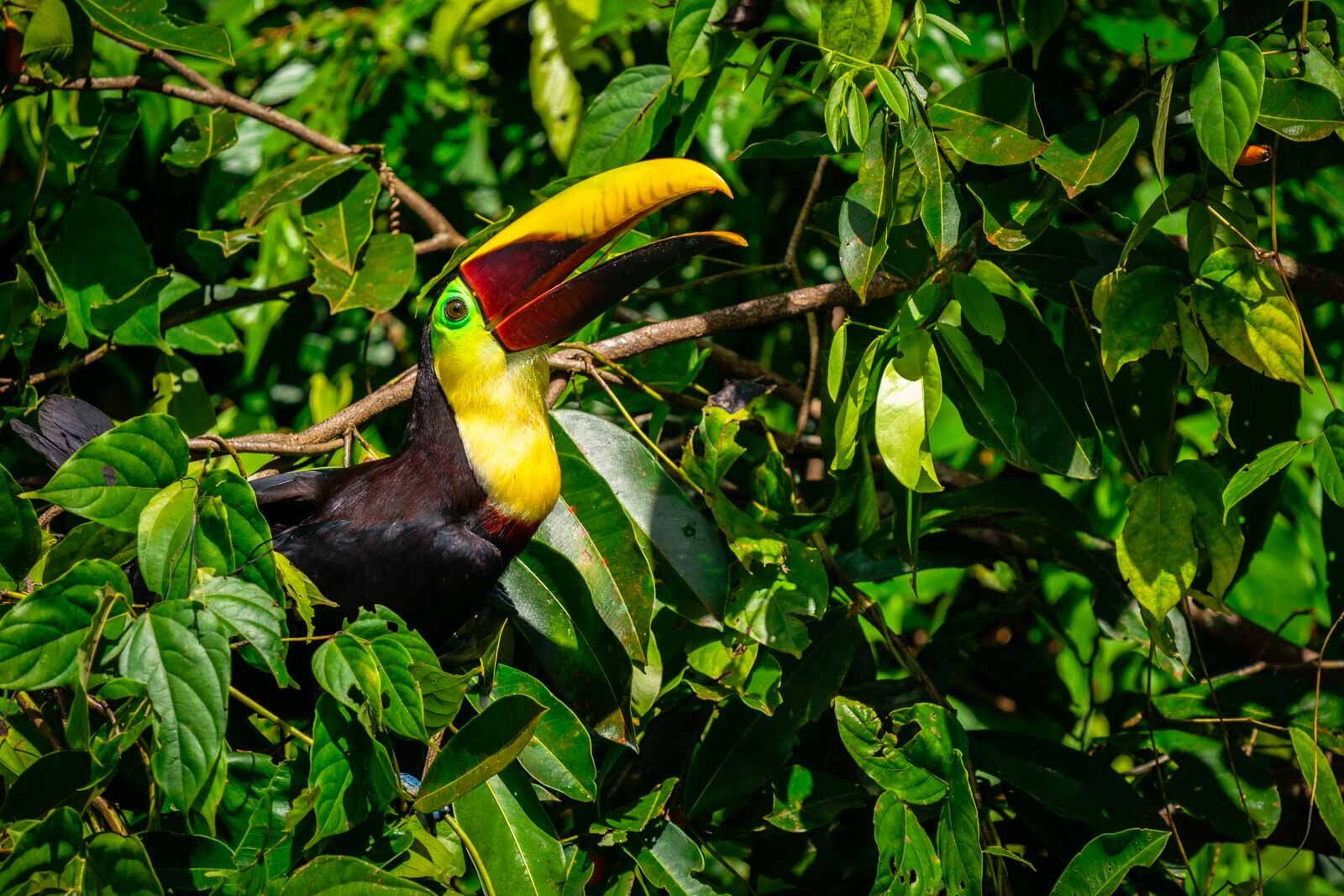 Mejores destinos de luna de miel de aventura en Costa Rica