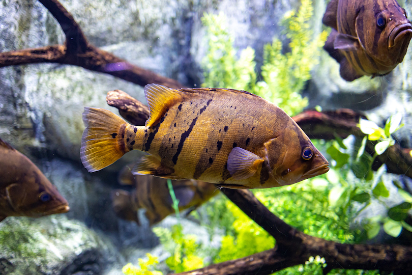 Acuario fluvial