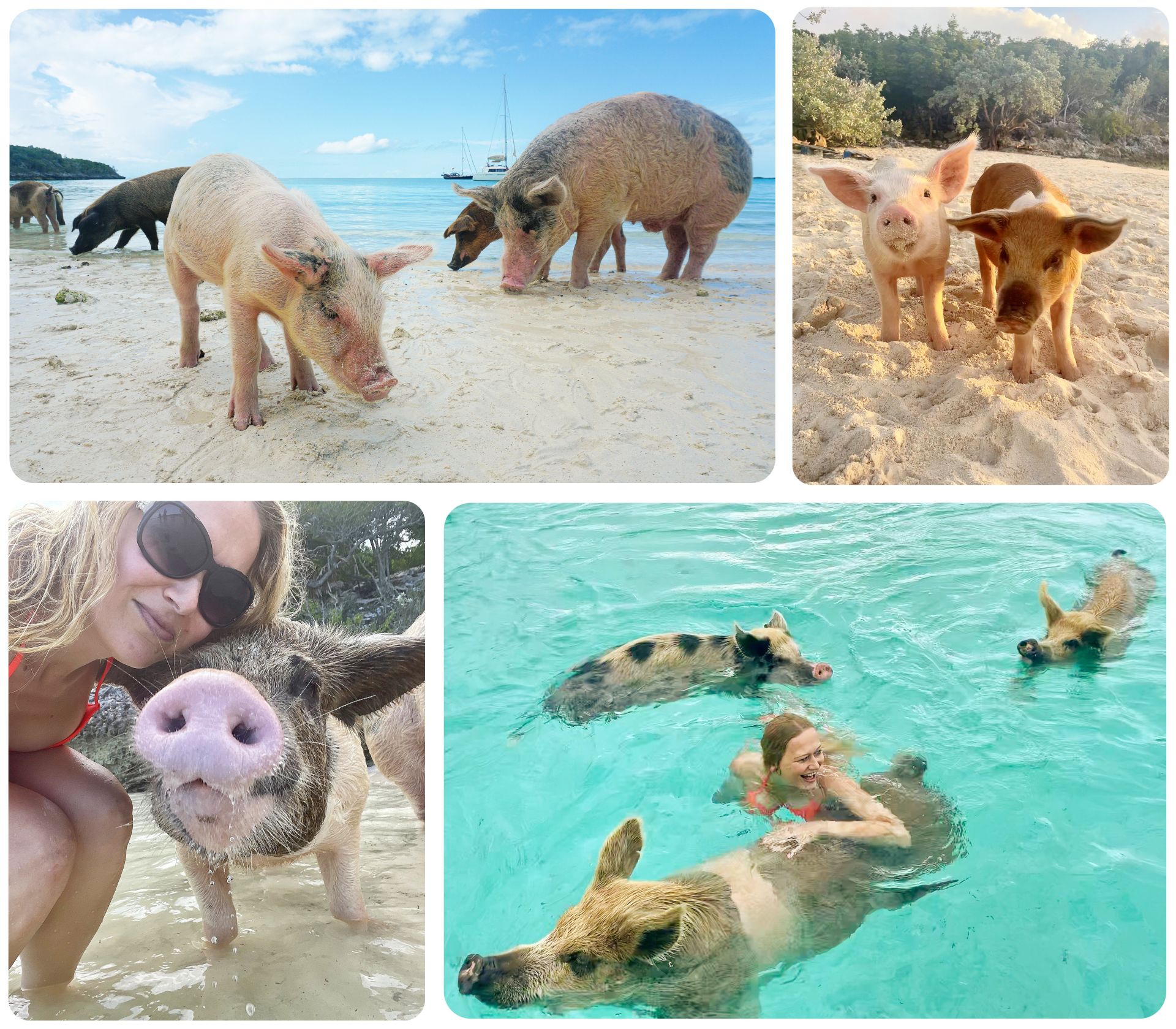 Excursión a la playa del cerdo