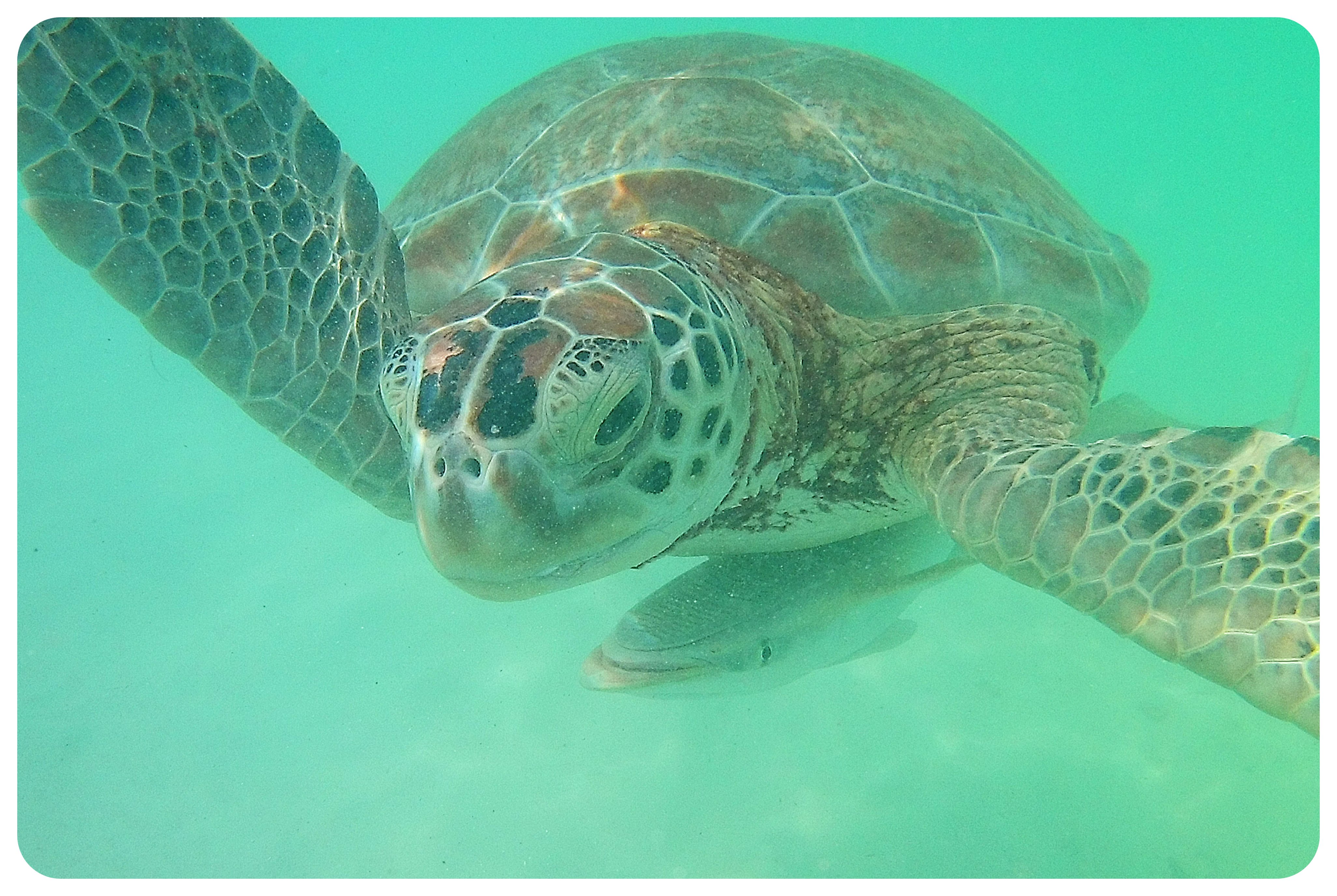 tortuga marina bahamas