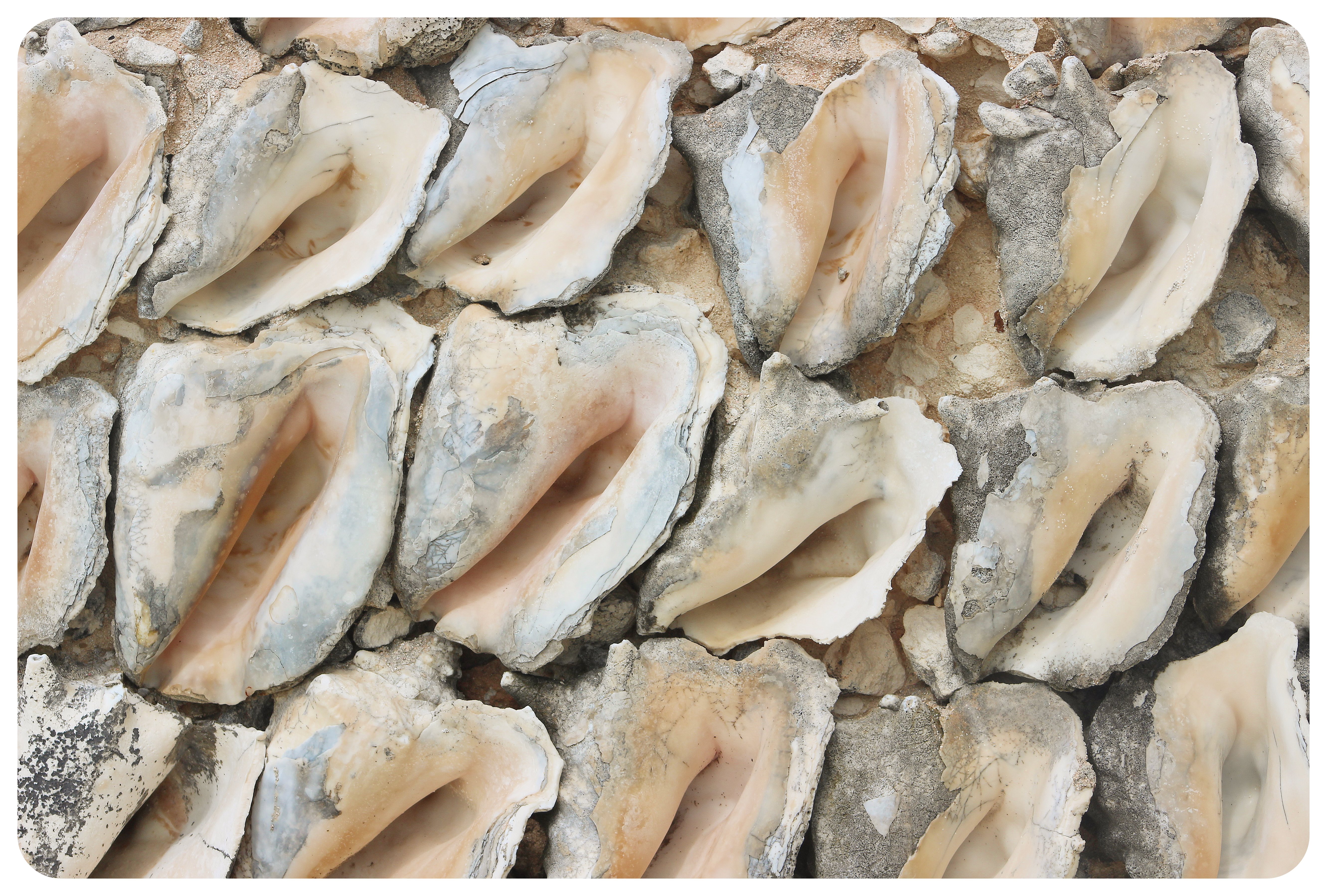 staniel cay conch wall1