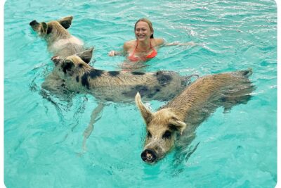 Everything you need to know before visiting Pig Beach in the Bahamas