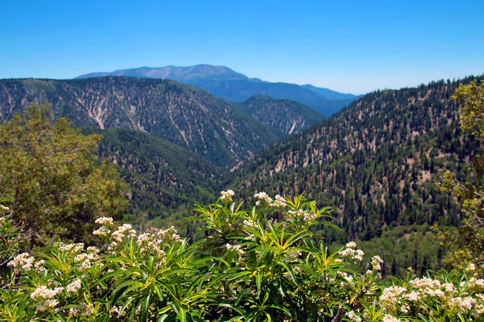 Apostar excursiones de un día desde el bosque nacional de LA San Bernardino