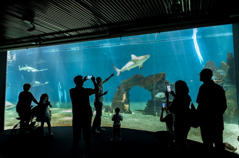 Aquarium of Genoa