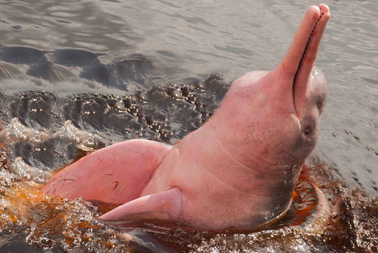 Hechos sobre los delfines rosados ​​de Bolivia