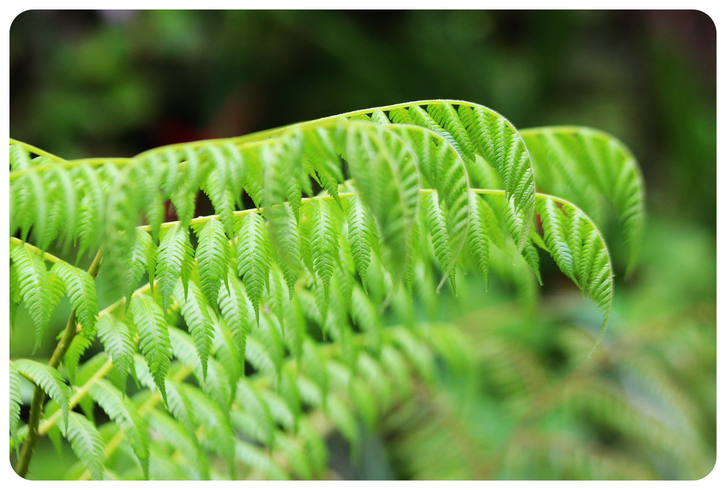 selva amazónica de Colombia