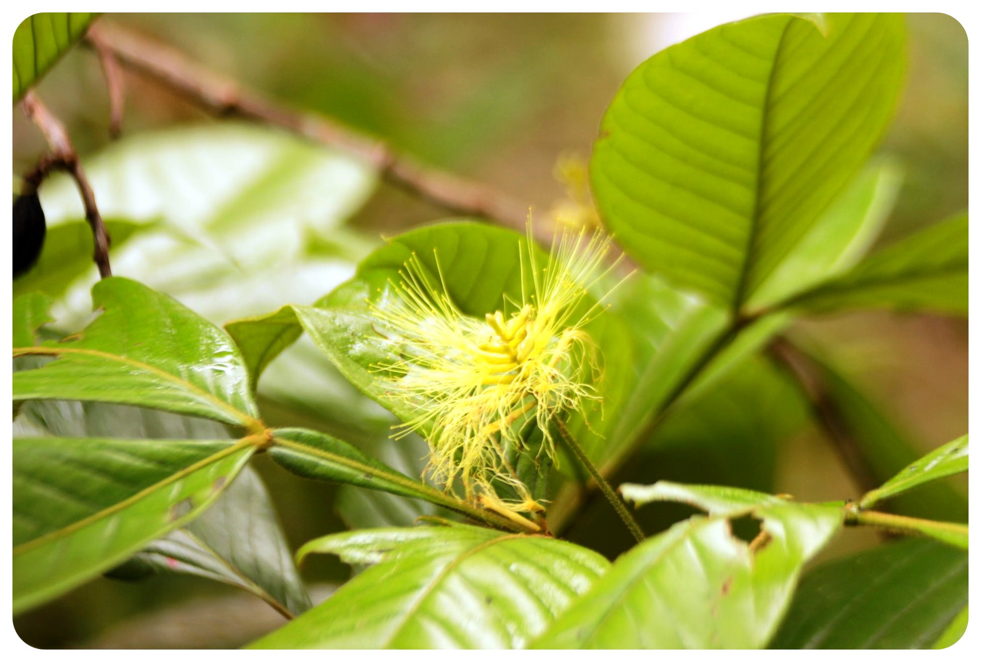 colombia amazonas