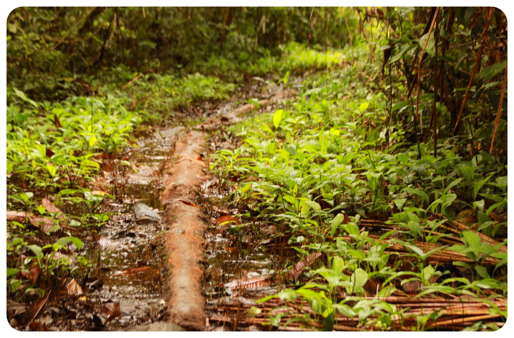 colombia amazonas