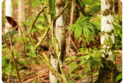 A Date With Ayahuasca in the Colombian Jungle