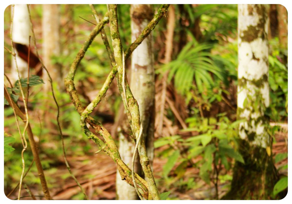 A Date With Ayahuasca in the Colombian Jungle