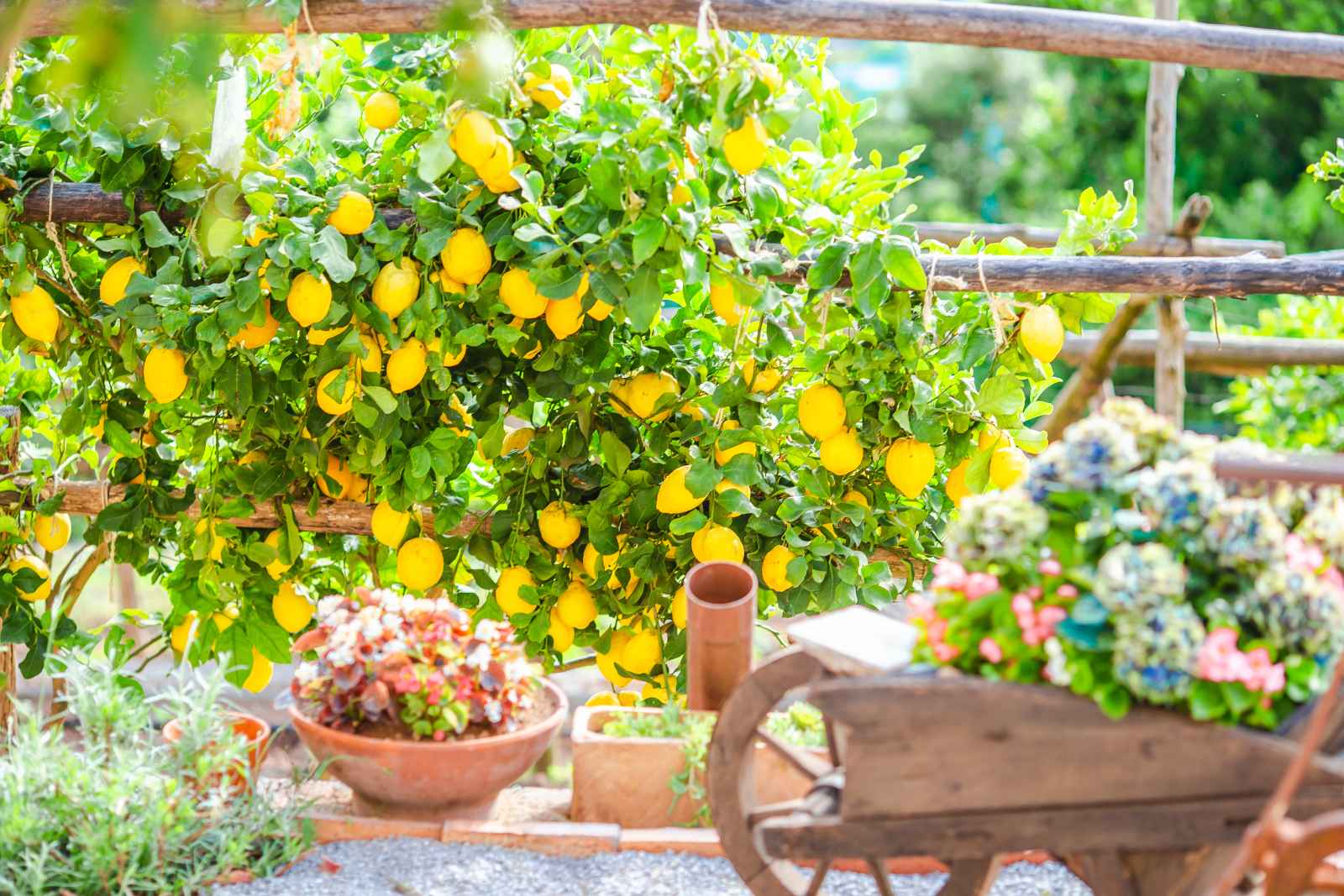 Las mejores cosas que hacer en Positano Amalfi Coast Lemons